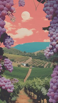 Grape farm agriculture vineyard outdoors.