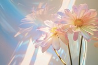 Minimal aesthetic background of holography sunlight flower blossom petal.