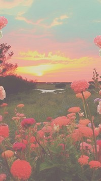 Sunset with field flower view landscape outdoors horizon.