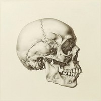 Drawing of human skull sketch art illustrated.