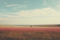 A minimal-large grassland landscape outdoors horizon.