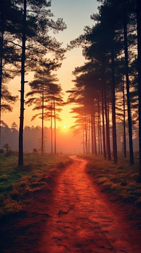 Sunset forest landscape sunlight outdoors woodland.