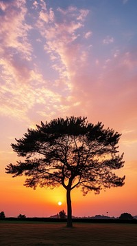 Sunset sky tree silhouette outdoors.