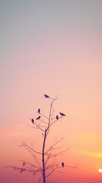 Sunset sky bird silhouette outdoors.