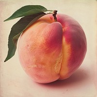 Close up peach painting fruit plant.