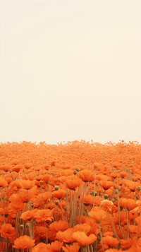 Orange flower field outdoors nature plant.