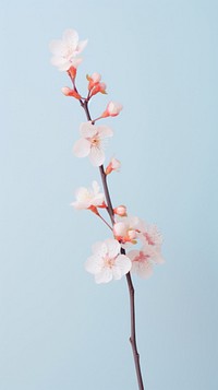 Sakura twig blossom flower plant.