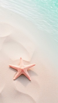 Sea star starfish outdoors sand.