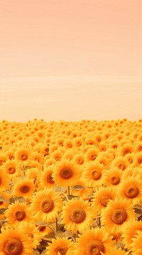 Sunflower field outdoors nature plant.