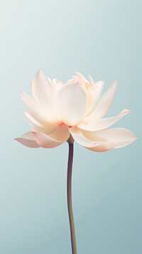 White lotus flower blossom petal plant.