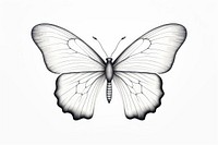 Butterfly butterfly drawing animal.