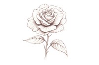Rose drawing flower sketch.