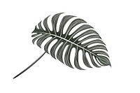 Monstera plant sketch leaf line.