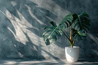 Monstera flower in a white pot plant shadow leaf.