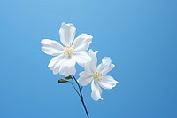 White flowe outdoors blossom flower.