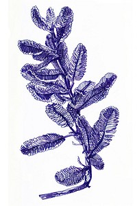 Vintage drawing chenille plant sketch leaf illustrated.