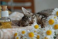 Sleeping cat on a massage towel flower sleeping animal.