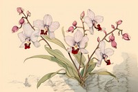 Orchid isolated flower plant art.