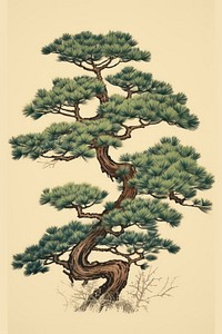 Pine tree isolated art drawing sketch.