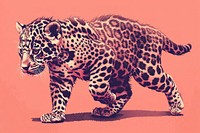 Baby jaguar walking wildlife leopard animal.