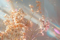 Dried flowers photo backgrounds sunlight outdoors.