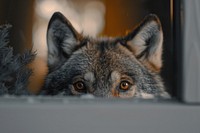 Wolf peeking wildlife animal mammal.