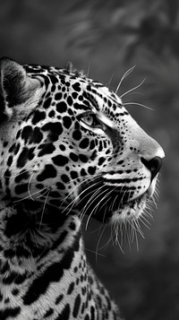 Jaguar animal wildlife leopard mammal.