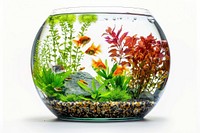 Aquarium fish tank white background transparent flowerpot.