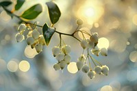 Photo of mistletoe sunlight outdoors blossom.