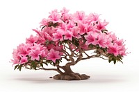 Azalea blossom flower bonsai.