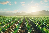 Corn crops horizon agriculture landscape.