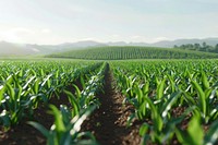 Corn field landscape agriculture outdoors horizon.