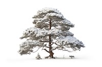 A pine tree in snow outdoors plant white.