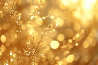Bokeh lighting gold backgrounds abstract.