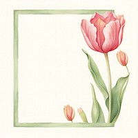 Tulip frame watercolor flower plant inflorescence.