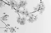 White cherry blossom flower plant petal.