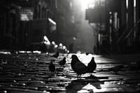 A Pigeons street animal pigeon.