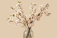 Cherry blossom flowers cherry plant vase.