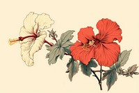 An isolated hibiscus flower plant red.