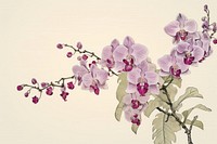 An isolated royal orchid bouquet flower blossom plant.