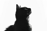 A cat silhouette animal mammal.