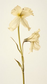 Real pressed nicotiana flower petal plant inflorescence.