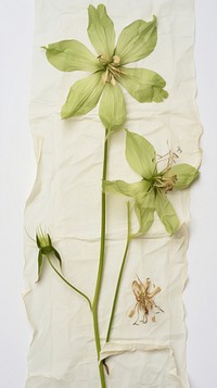 Real pressed nicotiana flower plant petal paper.