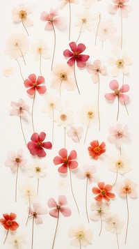 Real pressed only petal spring flowers backgrounds pattern plant.