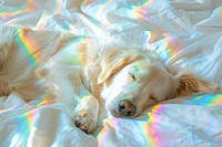 Dog sleep photo blanket rainbow animal.