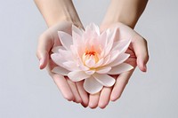 Hands holding water lily flower finger petal.