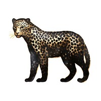 Leopard wildlife cheetah animal.