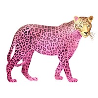 Pink neon leopard wildlife cheetah mammal.