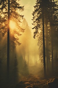 Misty landscape with Sunny Forest forest sunlight outdoors.