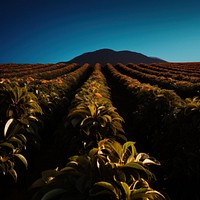 Photo of coffee plant feild landscape field agriculture.
